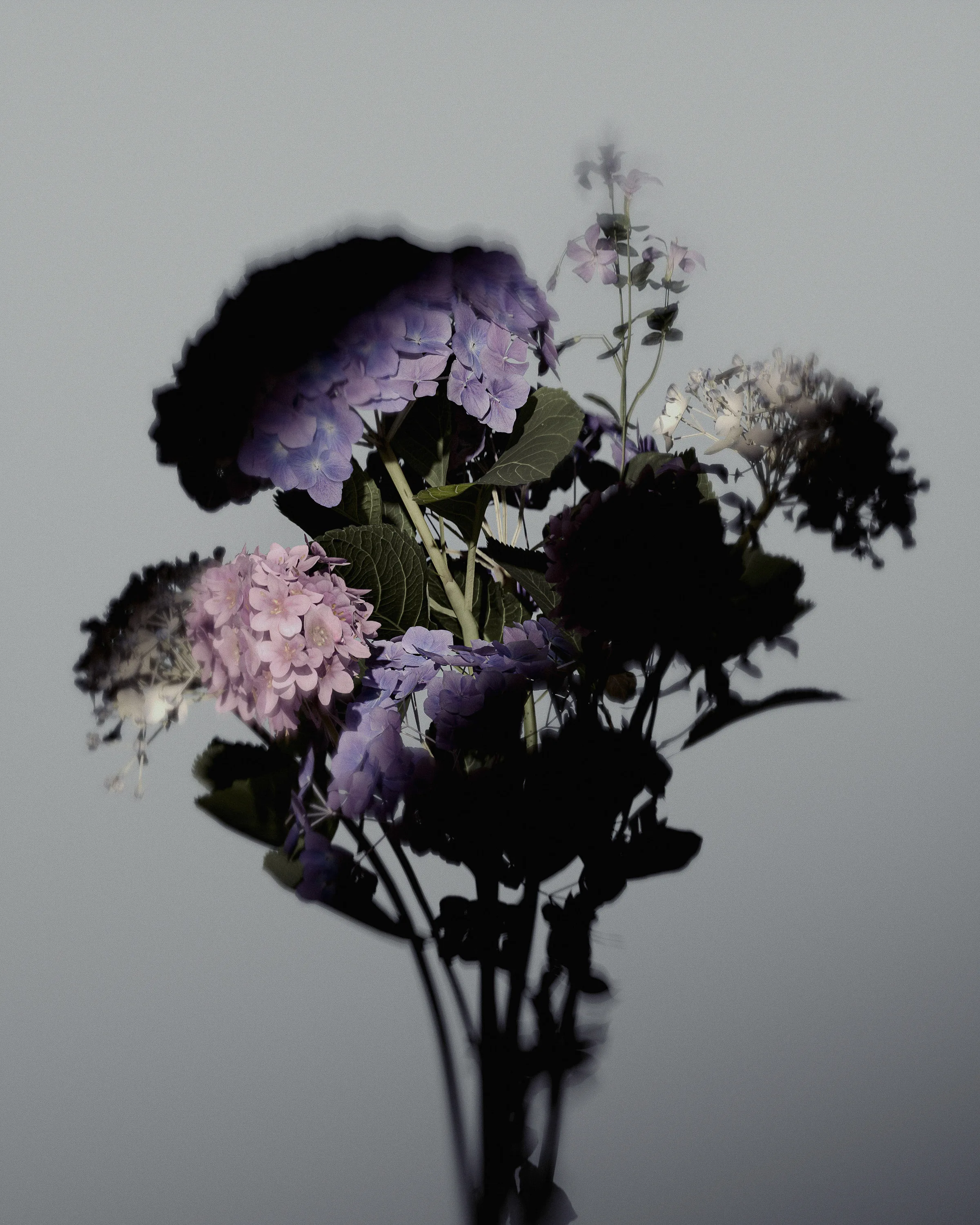Bouquet of purple and pink hydrangeas with dark, shadowed blooms against a misty grey background.