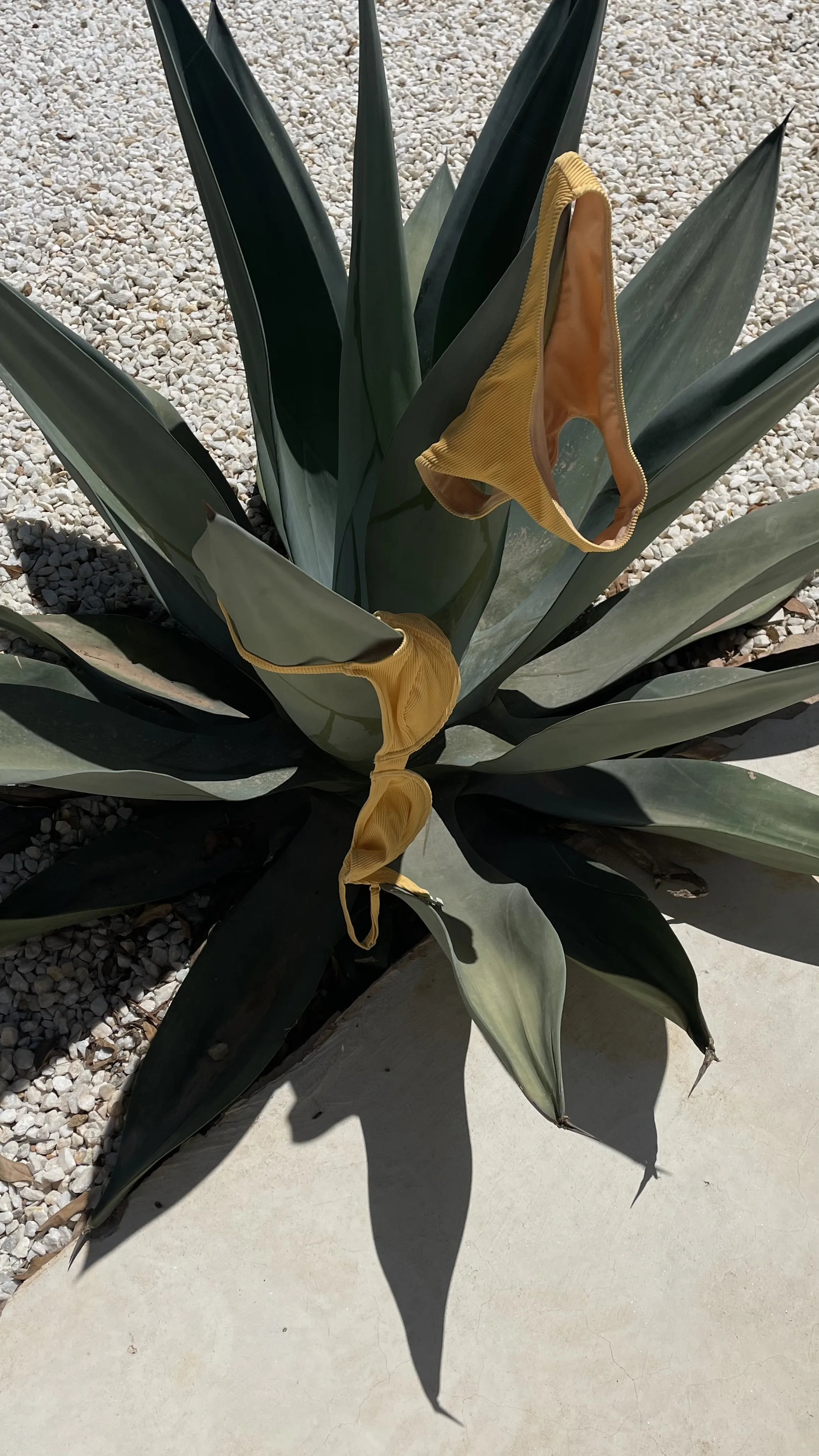 Yellow bikini top and bottoms draped over a large agave plant in bright sun on white gravel.