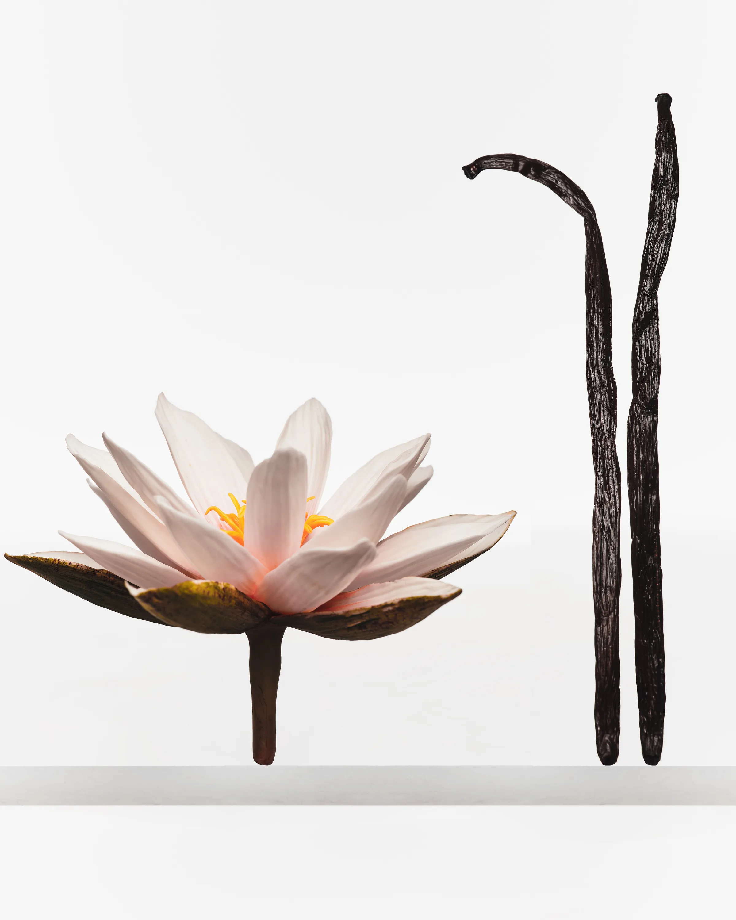 Still life of a pink water lily and two dark vanilla pods standing on a white ledge, for Kylie Cosmetics.