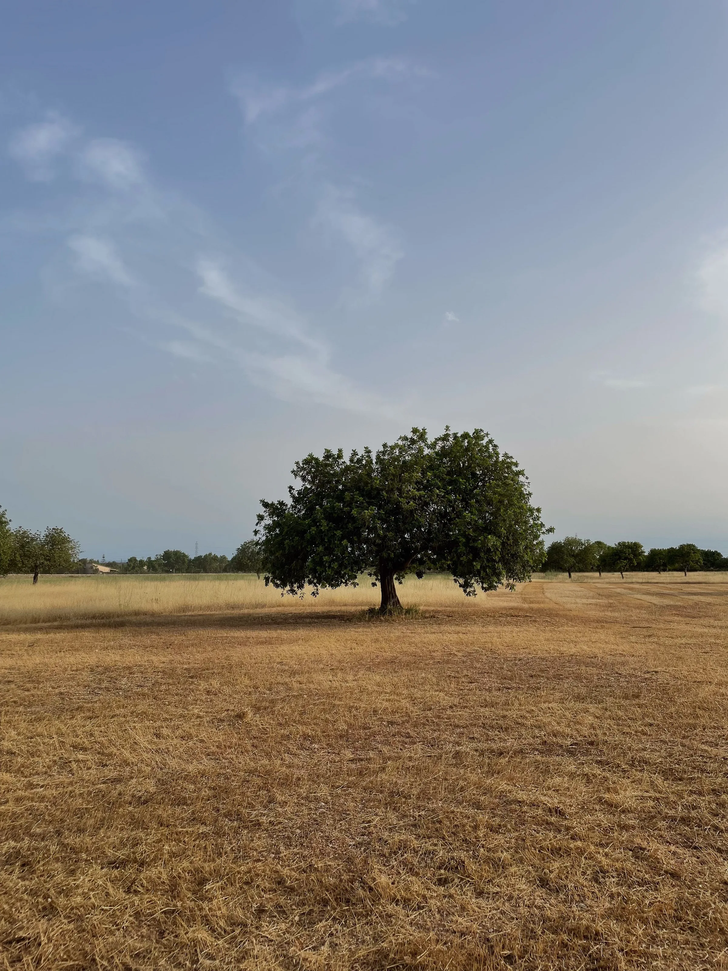 A lone leafy tree stands in a dry golden field under a pale blue sky with wispy clouds.