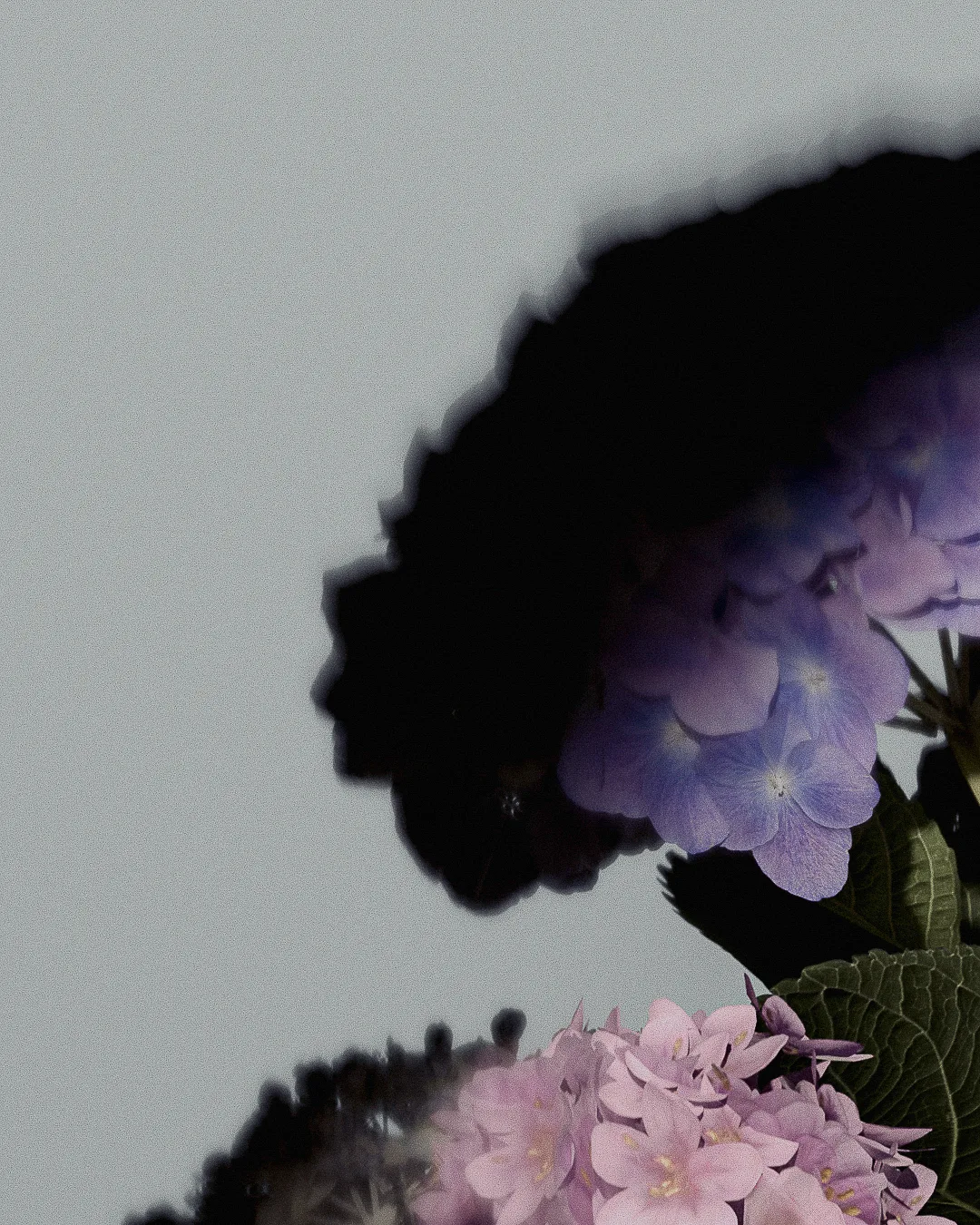 Purple and pink hydrangea blooms with dark leaves and a soft black shadow against a pale grey background.