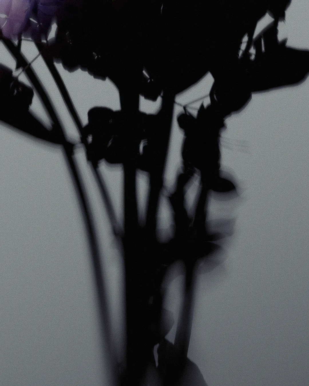 Blurred dark silhouettes of flower stems and leaves against a grey wall, with a hint of purple petals at the top.