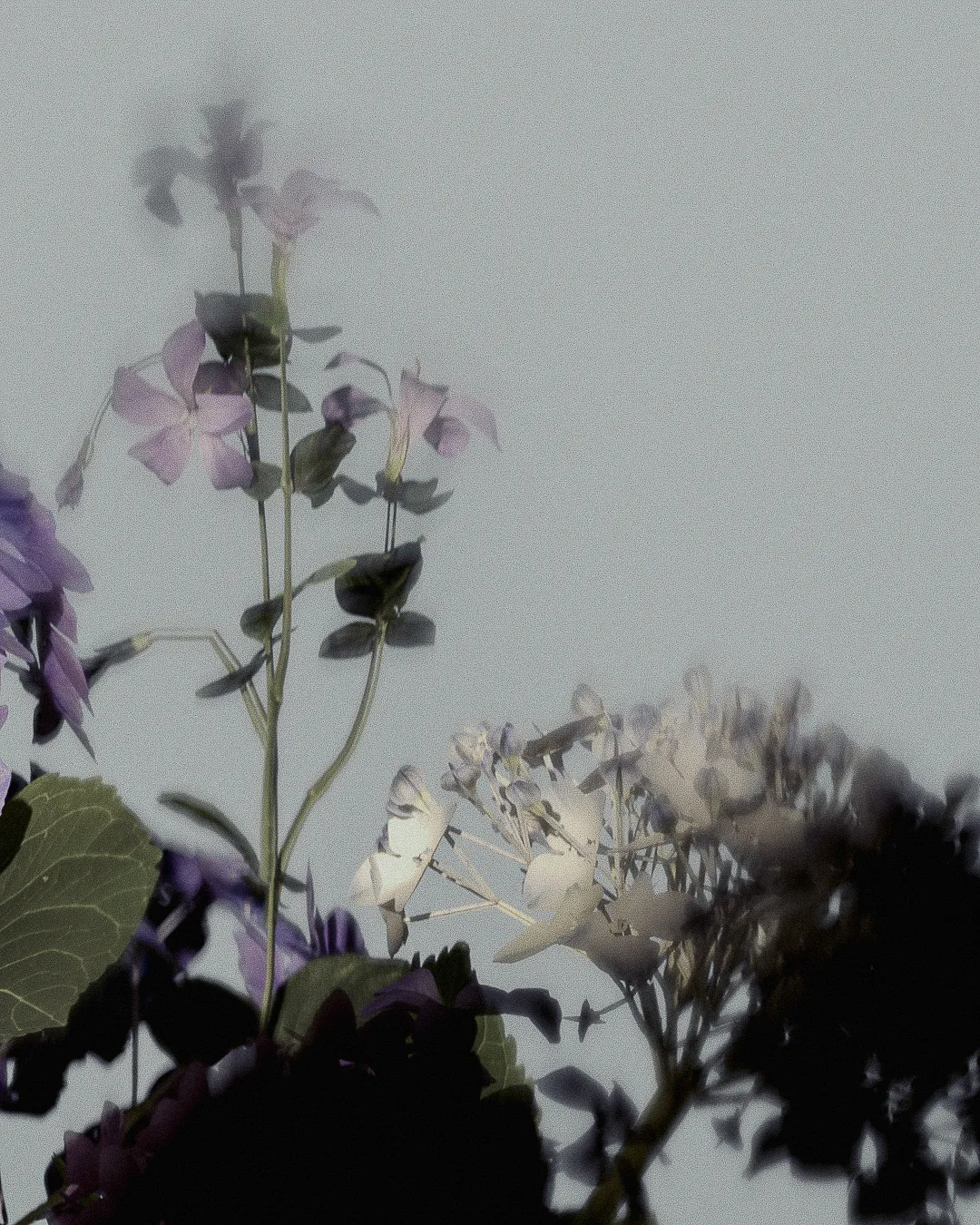 Soft-focus purple flowers and pale hydrangea against a grey sky, shot in a muted, hazy style.