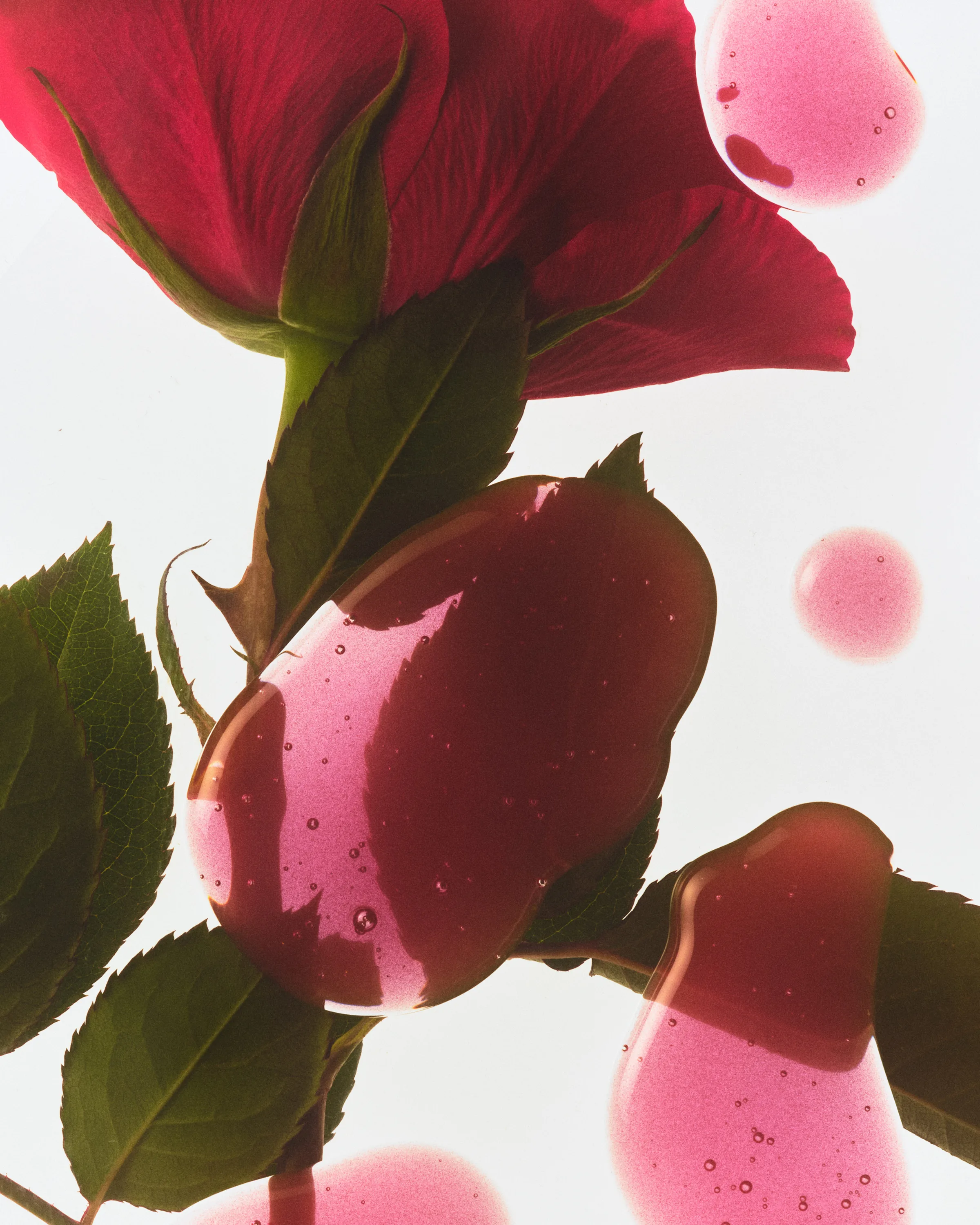Pink gloss swatches pooled on glass over a red rose and green leaves, backlit on white, for Kylie Cosmetics.