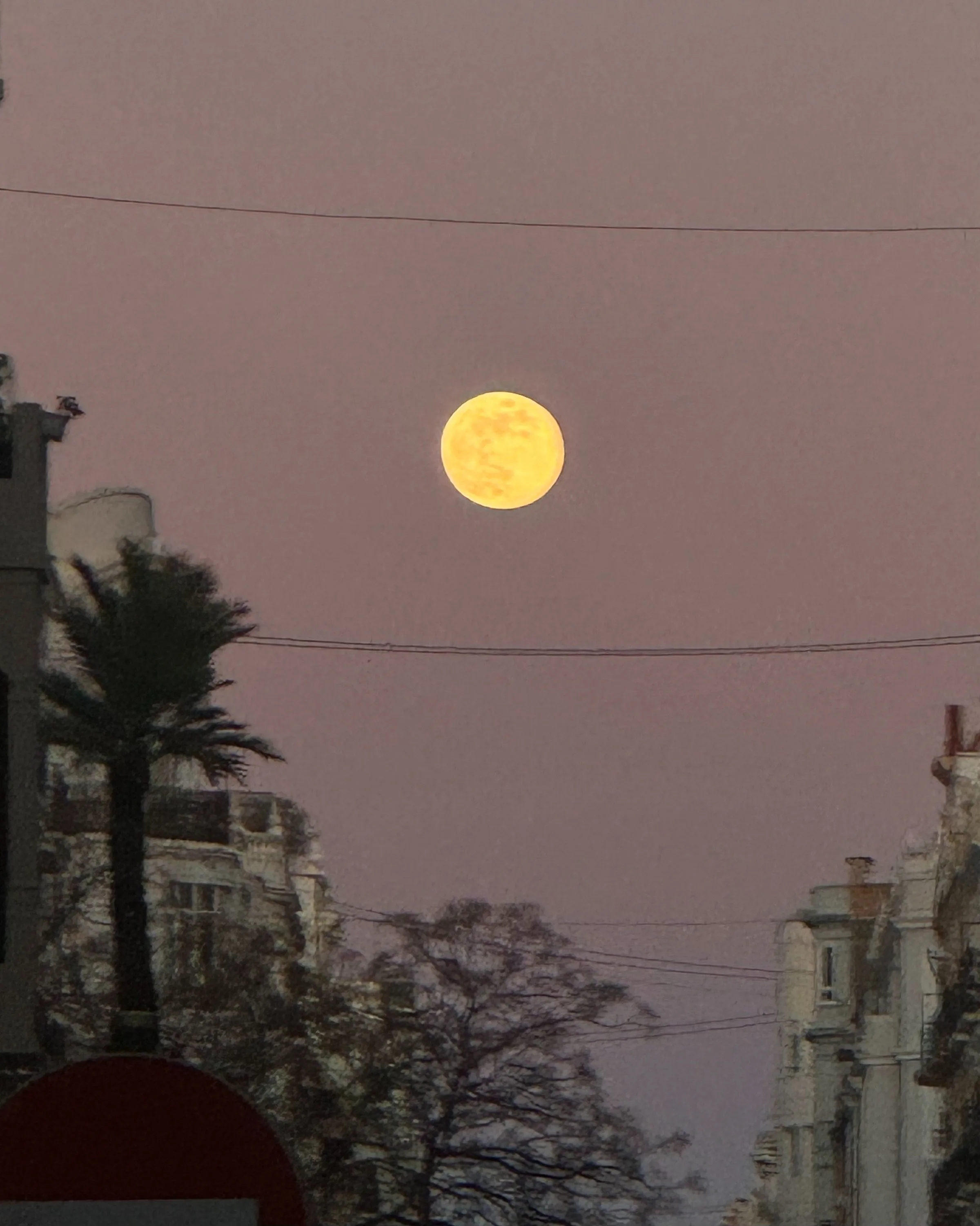 Full yellow moon rising in a pink dusk sky over a city street with palm trees, buildings and power lines.