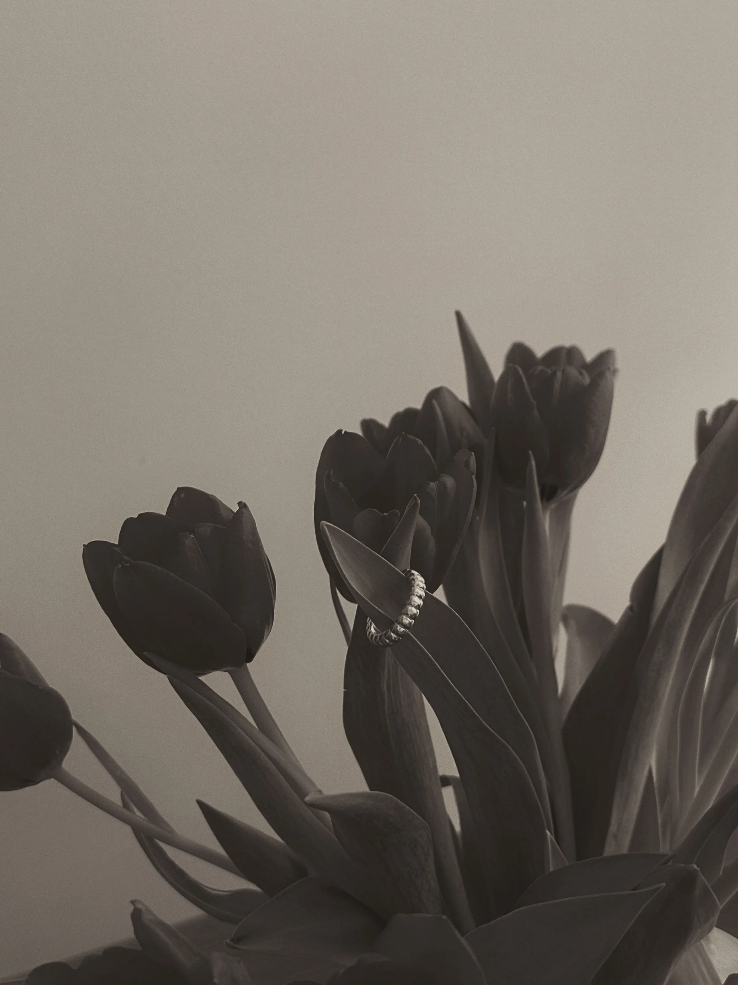 Silver beaded ring slipped onto a tulip leaf among dark tulips in a monochrome sepia photo, for Gabriela Griffith.