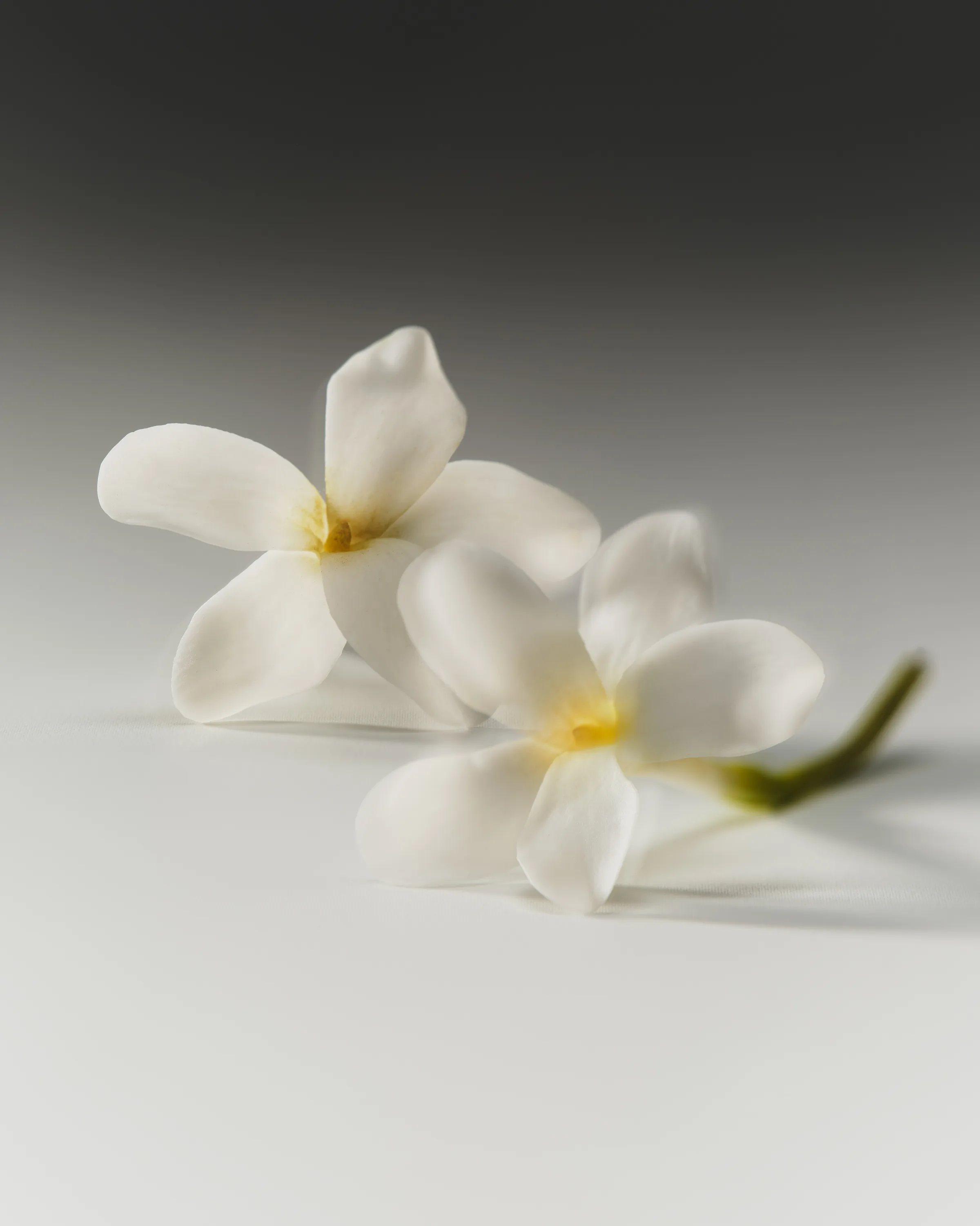 Two white star jasmine flowers lying on a soft grey gradient surface, still life, for Kylie Cosmetics.
