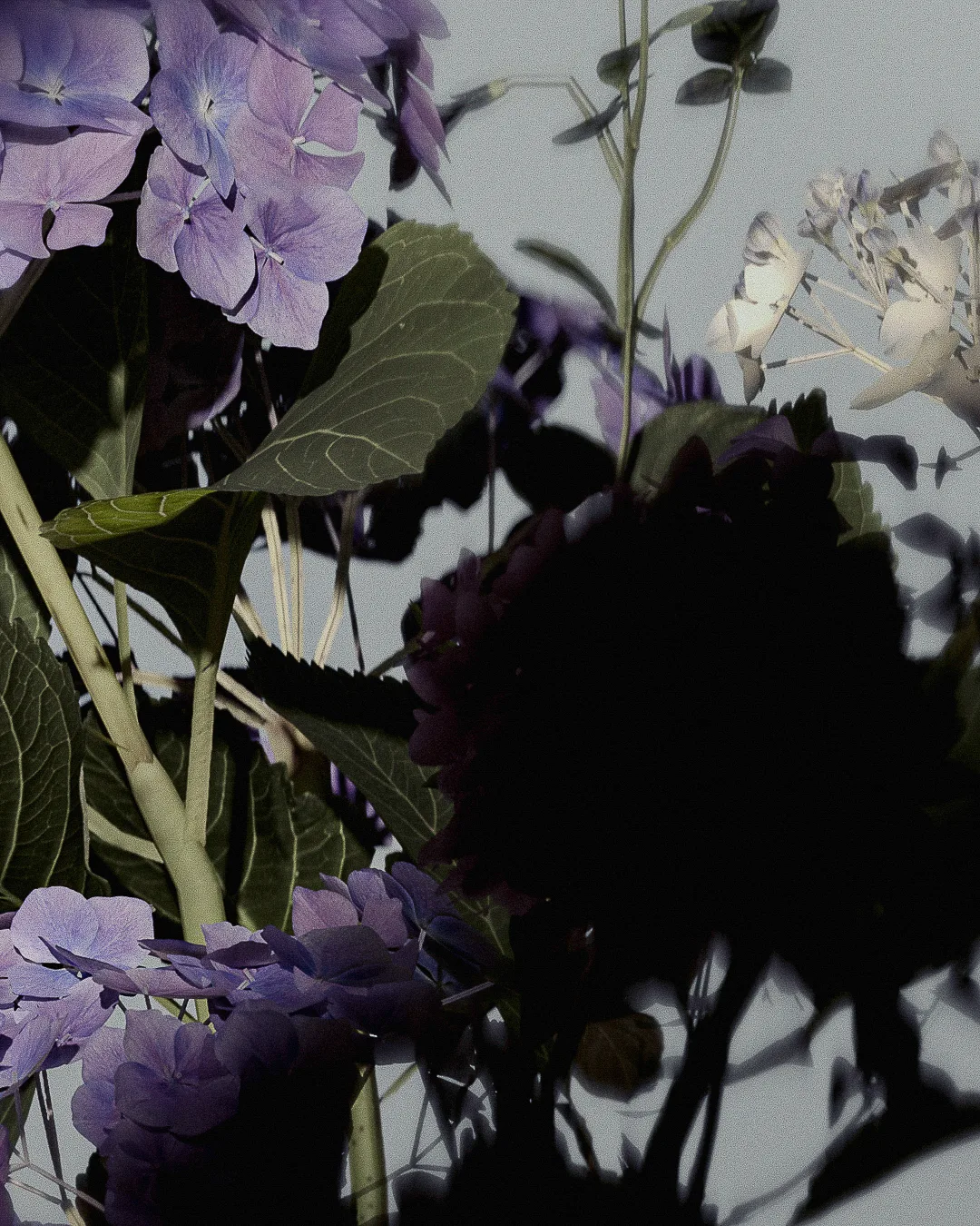 Purple hydrangeas and pale blossoms with dark green leaves, half in deep shadow against a grey sky.