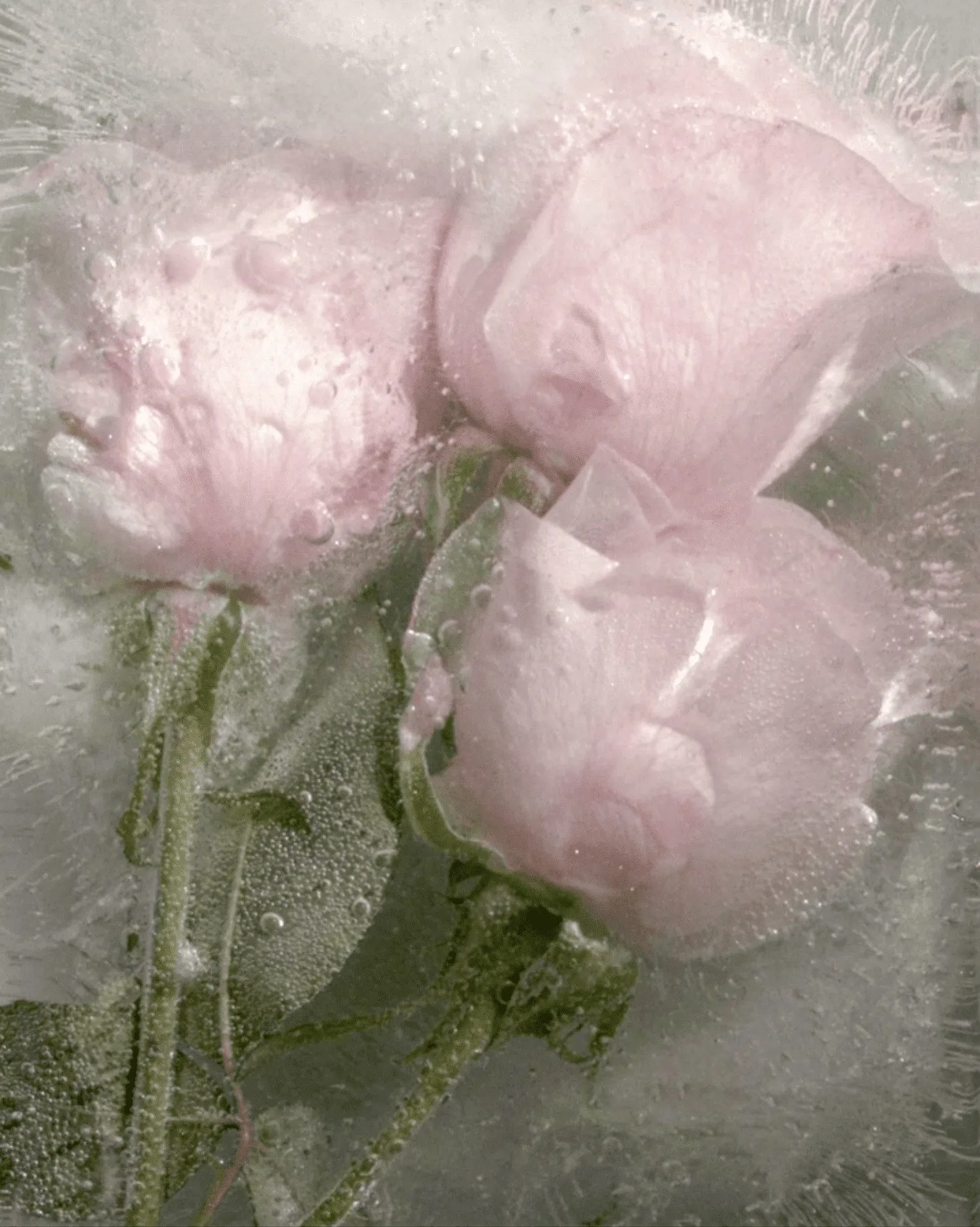 Pale pink roses frozen in clear ice filled with tiny air bubbles, for Narciso Rodriguez.