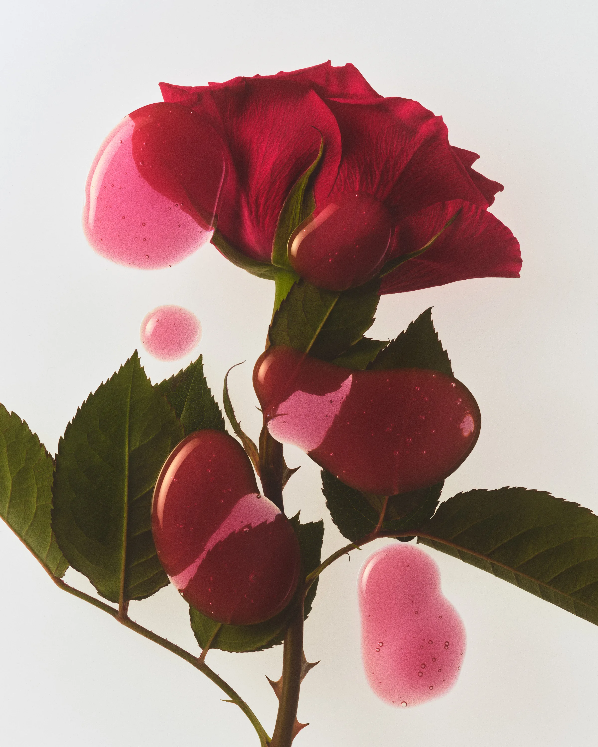 Red rose with leaves overlaid with pink translucent lip gloss swatches on a white background, for Kylie Cosmetics.