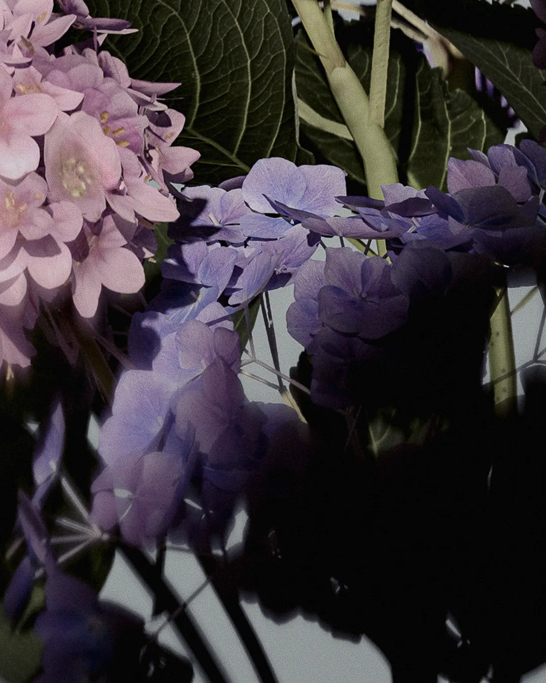 CGI render of purple and pink hydrangea blooms with green leaves and dark shadows on a pale backdrop.